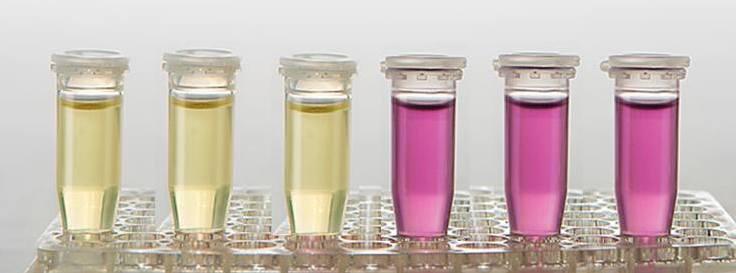 DPPH assay... - ขายสารเคมี DPPH ABTS TPTZ Folin & Ciocalteu | Facebook