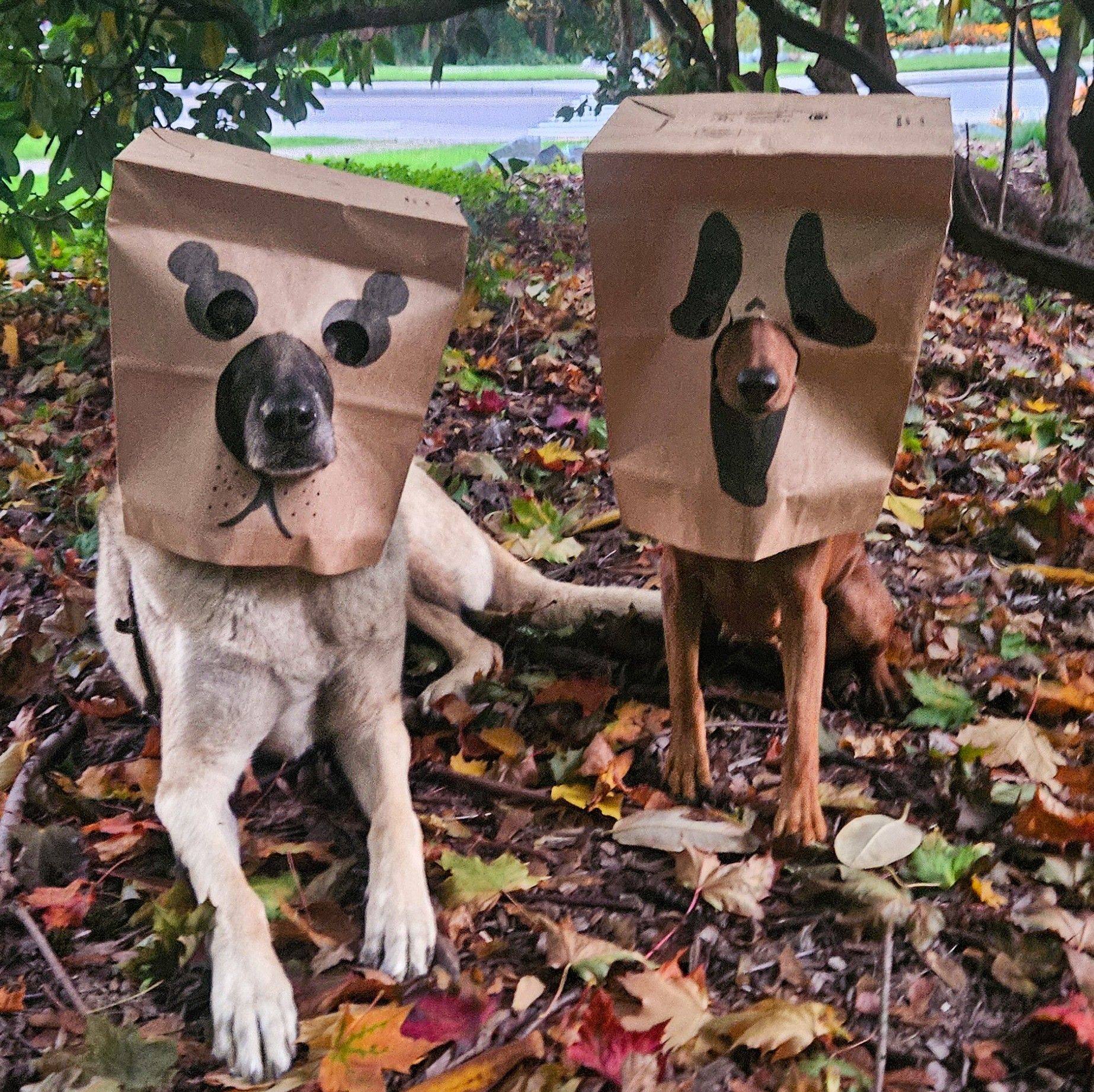 Jamie Lewis - Random Stranger: beautiful dog Me: Thanks🫶... | Facebook