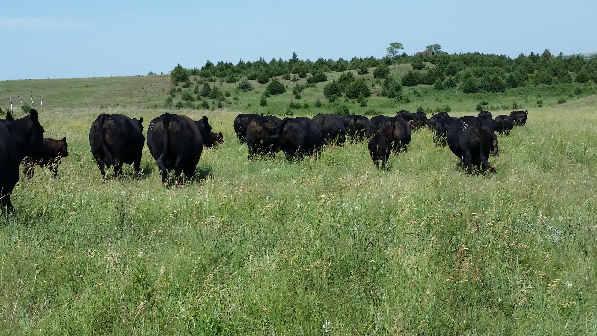 MAKING SENSE OF YOUR NEXT GENERATION COW HERD Truly focusing on the ...