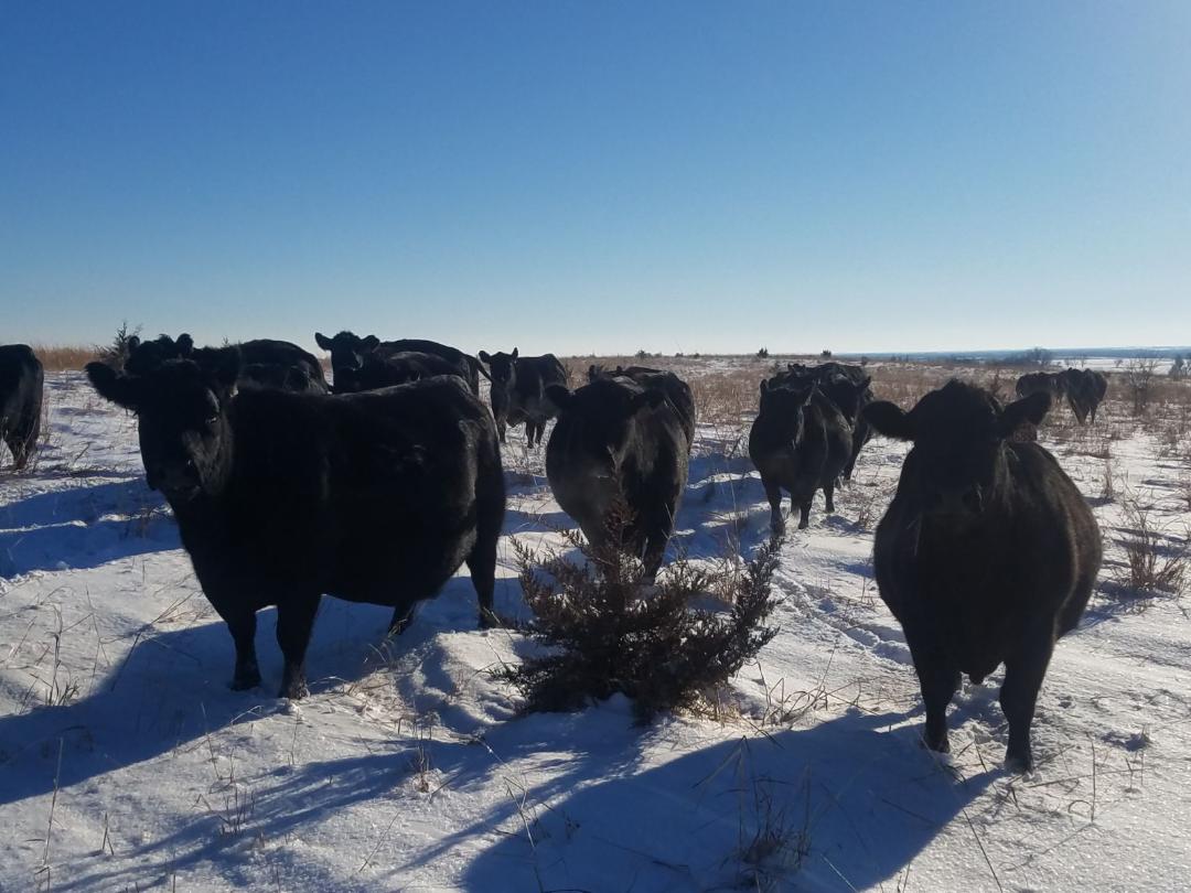 MAKING SENSE OF YOUR NEXT GENERATION COW HERD Truly focusing on the ...
