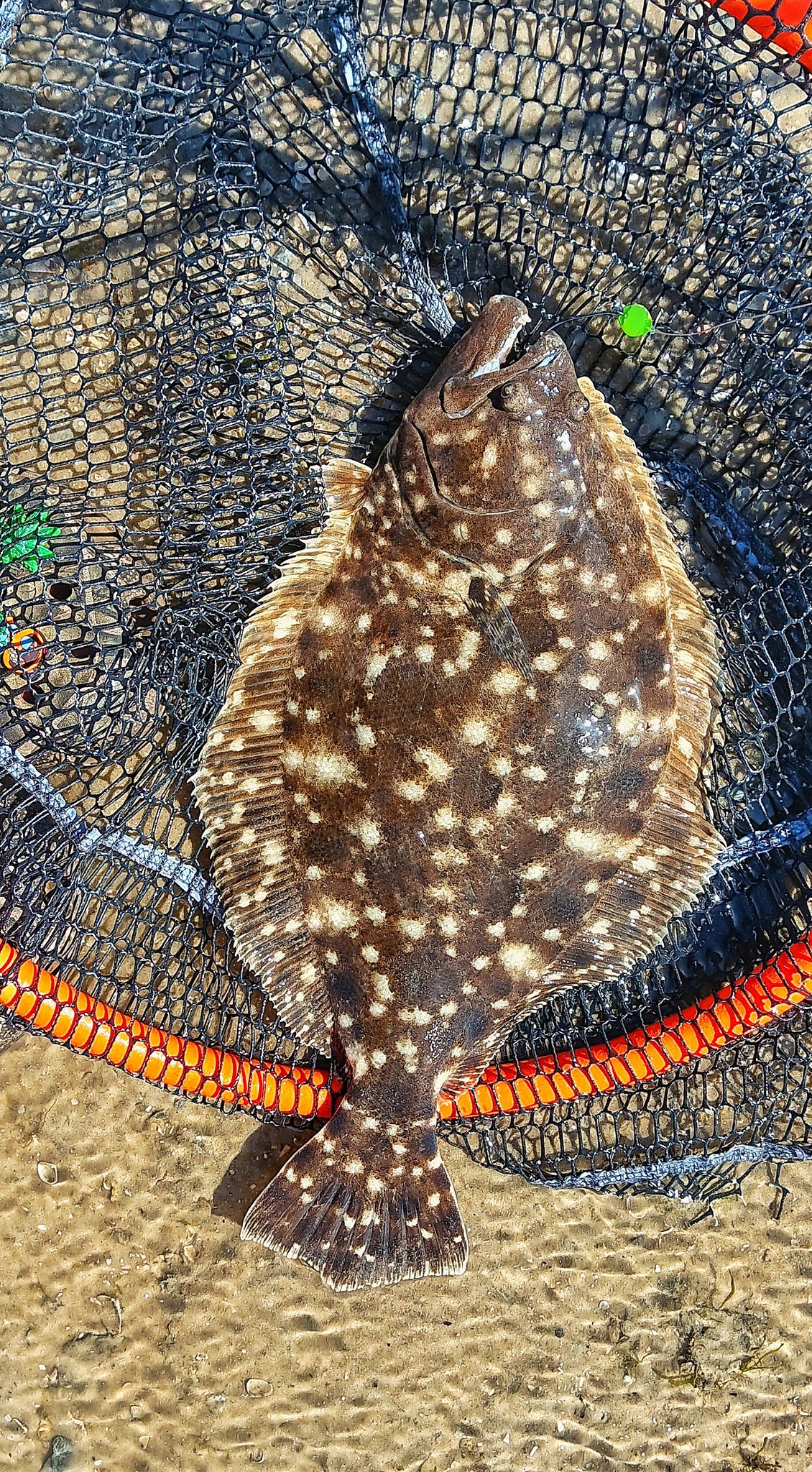 Caught 20 inch flounder with Reel Habit jigs in Jacksonville