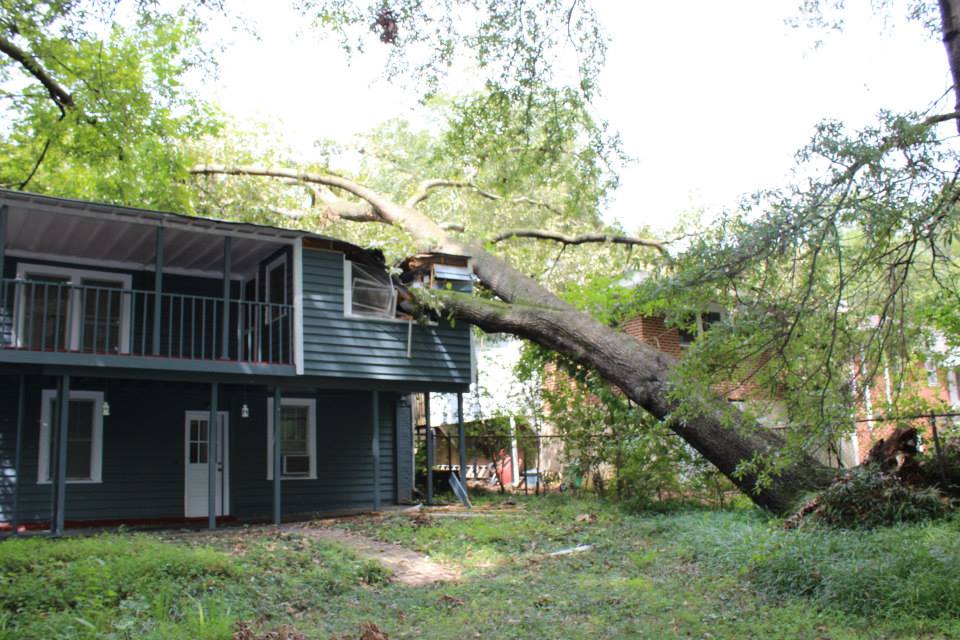 Atlanta Tree Removal Experts | Atlanta GA