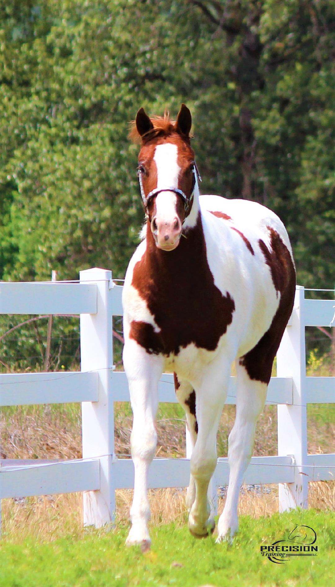 Precision - This elegant 2019 APHA Chestnut Tobiano filly has size ...