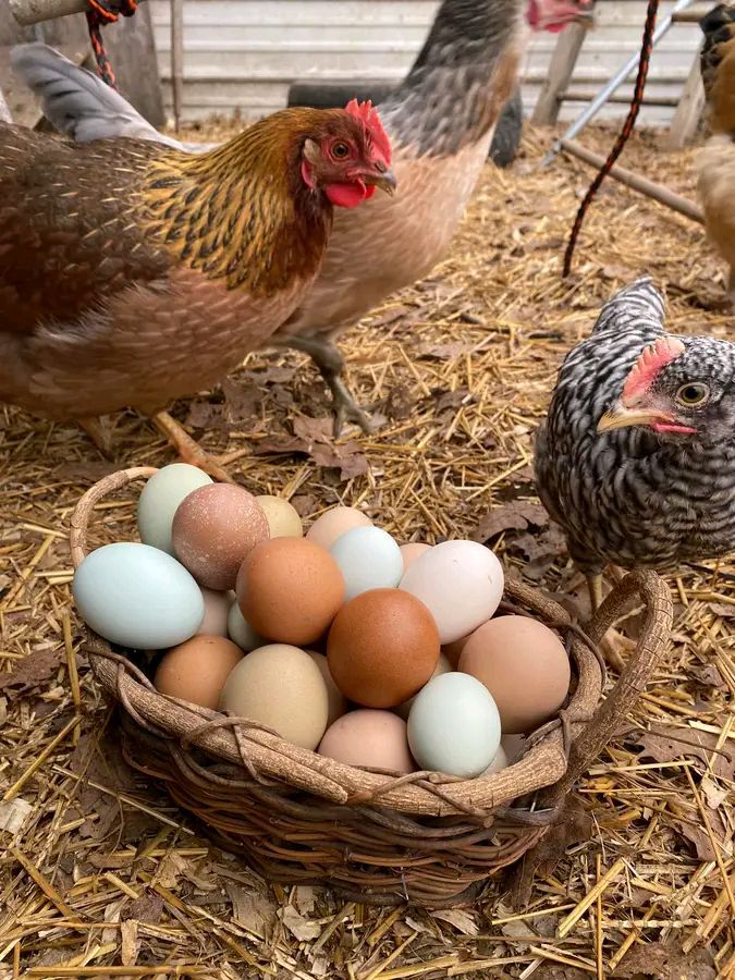 Livestock - FEEDING TIMETABLE FOR LAYERS CHICKEN Here is a feeding ...