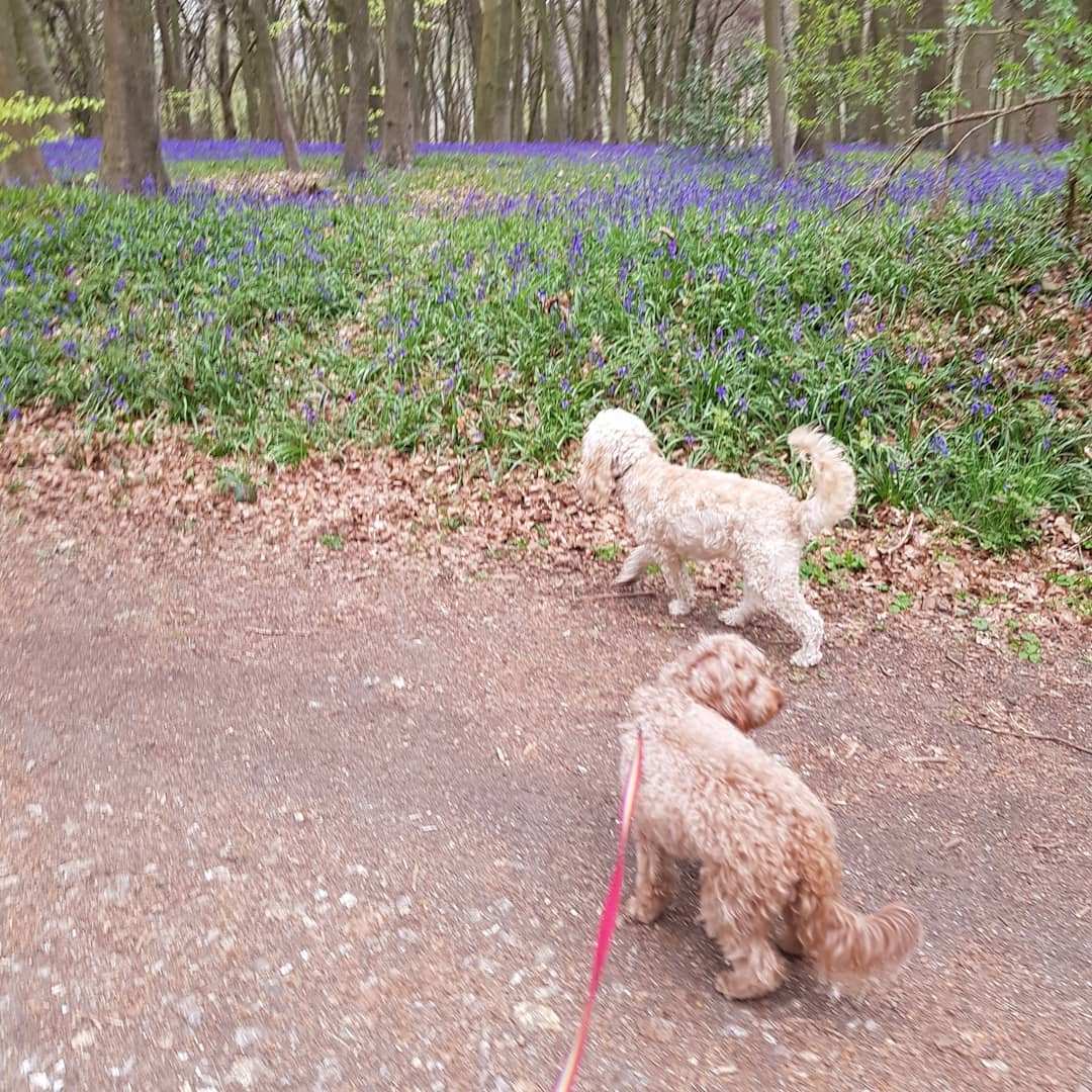Superior Paws - The Cockapoo crew out in force today ... I... | Facebook