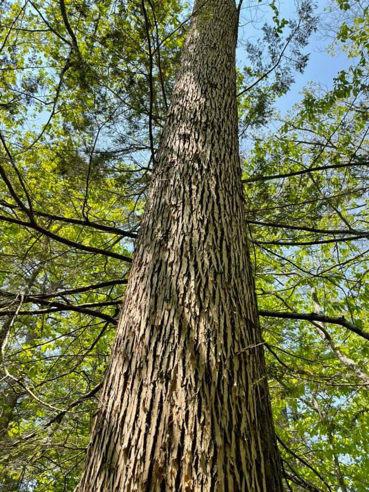 Royle Tree Company, Inc. | Sanbornville NH