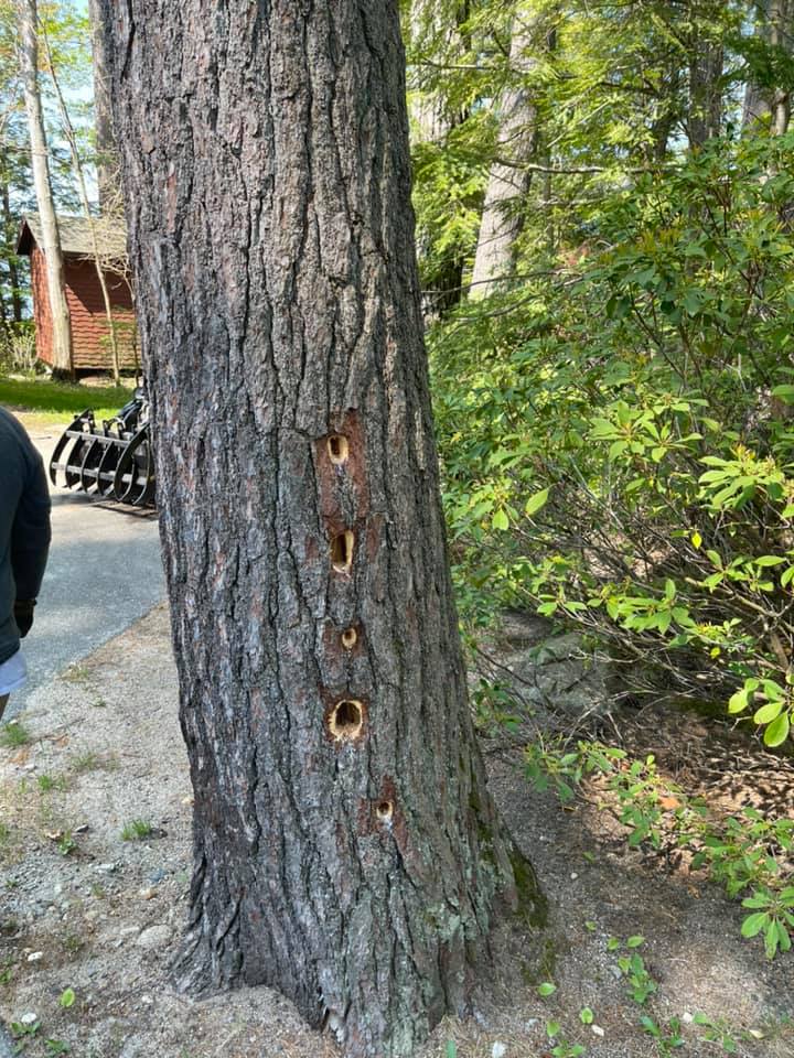 Royle Tree Company, Inc. | Sanbornville NH