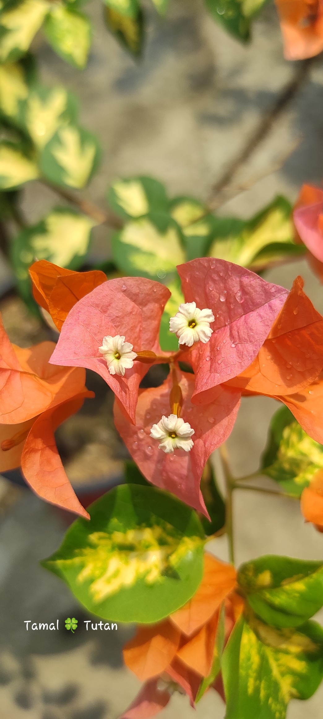 Bougainvillea high bloomer variety with deep orange bracts