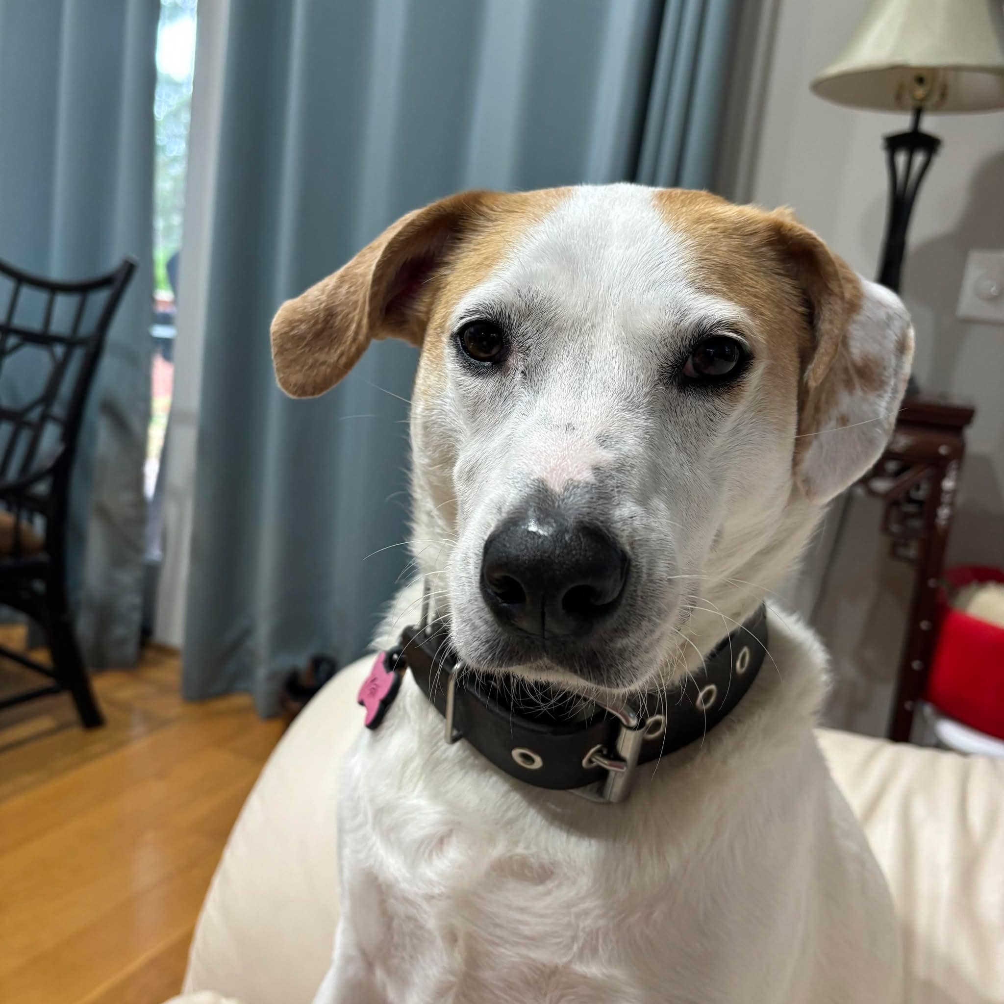 Hound dog owners share experiences with energetic pets