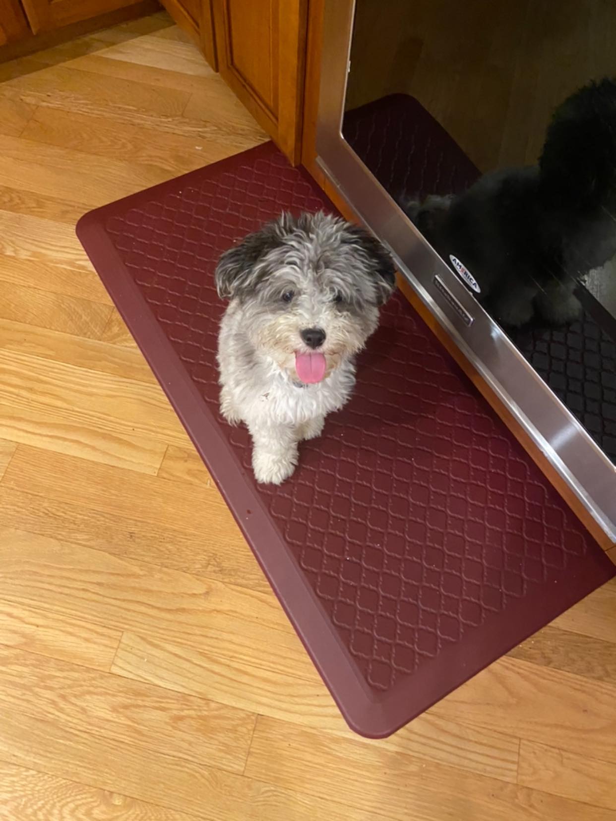 Papipoo characteristics and temperament