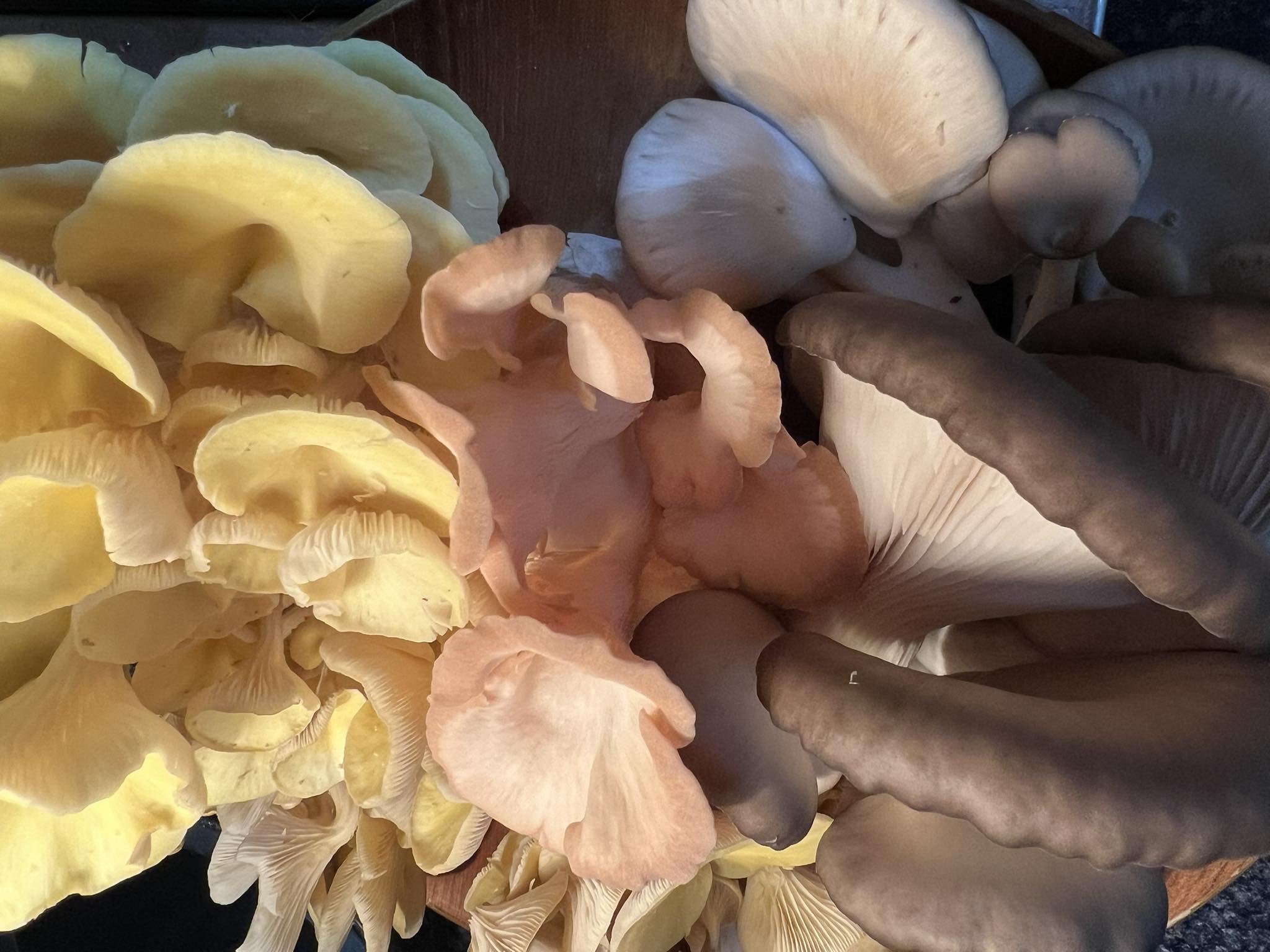 Merrigum Gourmet Mushrooms