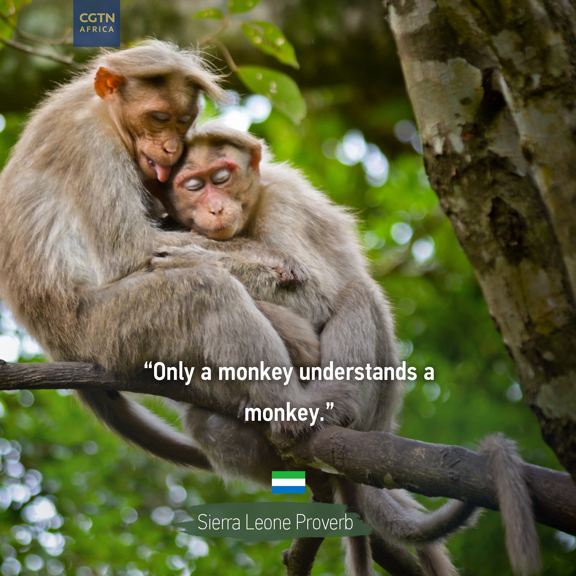Good Monkey Quotes