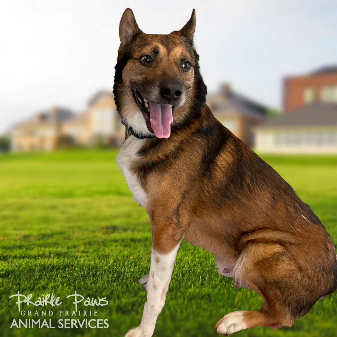 Grand Prairie Animal Services and Adoption Center - Home ...