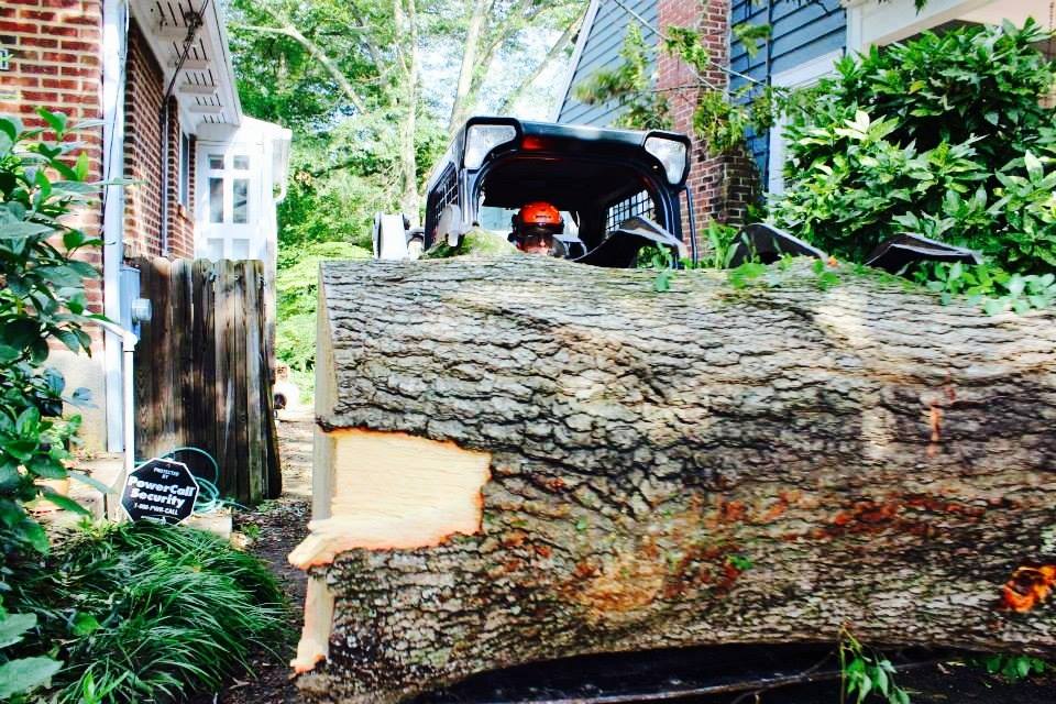 Atlanta Tree Removal Experts | Atlanta GA