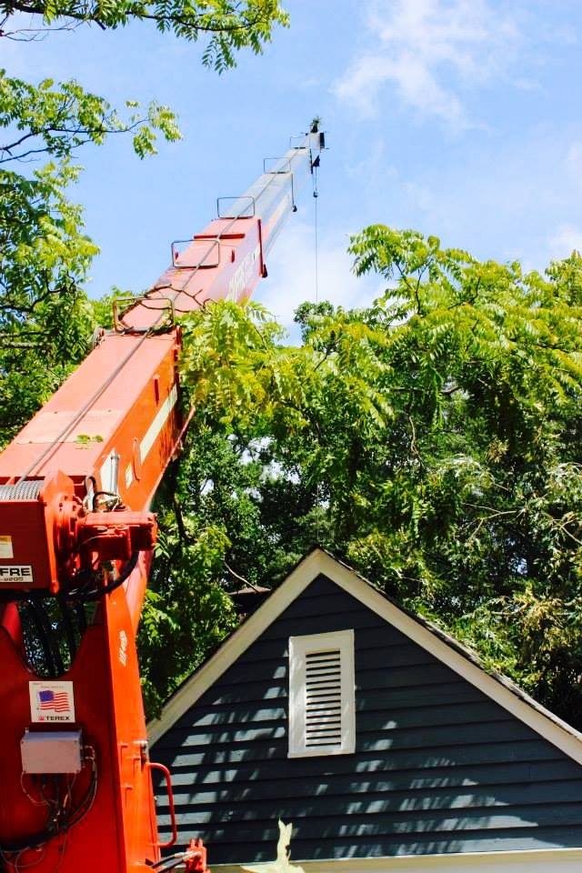 Atlanta Tree Removal Experts | Atlanta GA