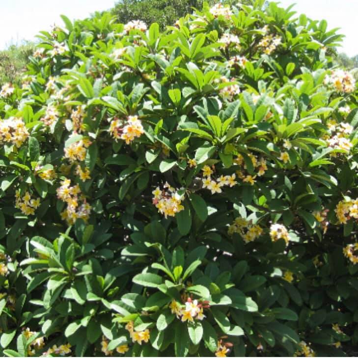Miyuki　Penang peach Waimea Penang Peach #plumeria #hawaii