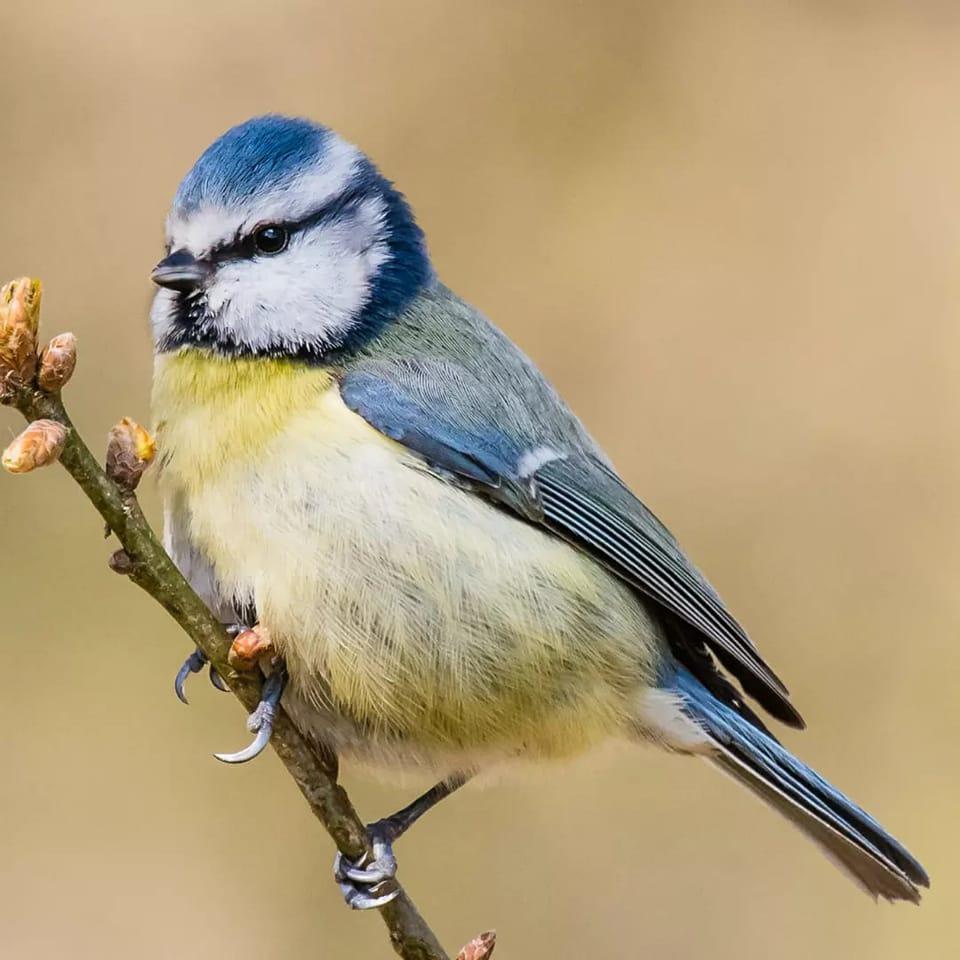 BIRDS IN EAST ANGLIA | Photos from Titchwell, 03/10/2026 | Facebook