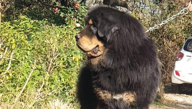 中国太行犬 Chinese Taihang... - 中国太行犬 Chinese Taihang Mountain Dog