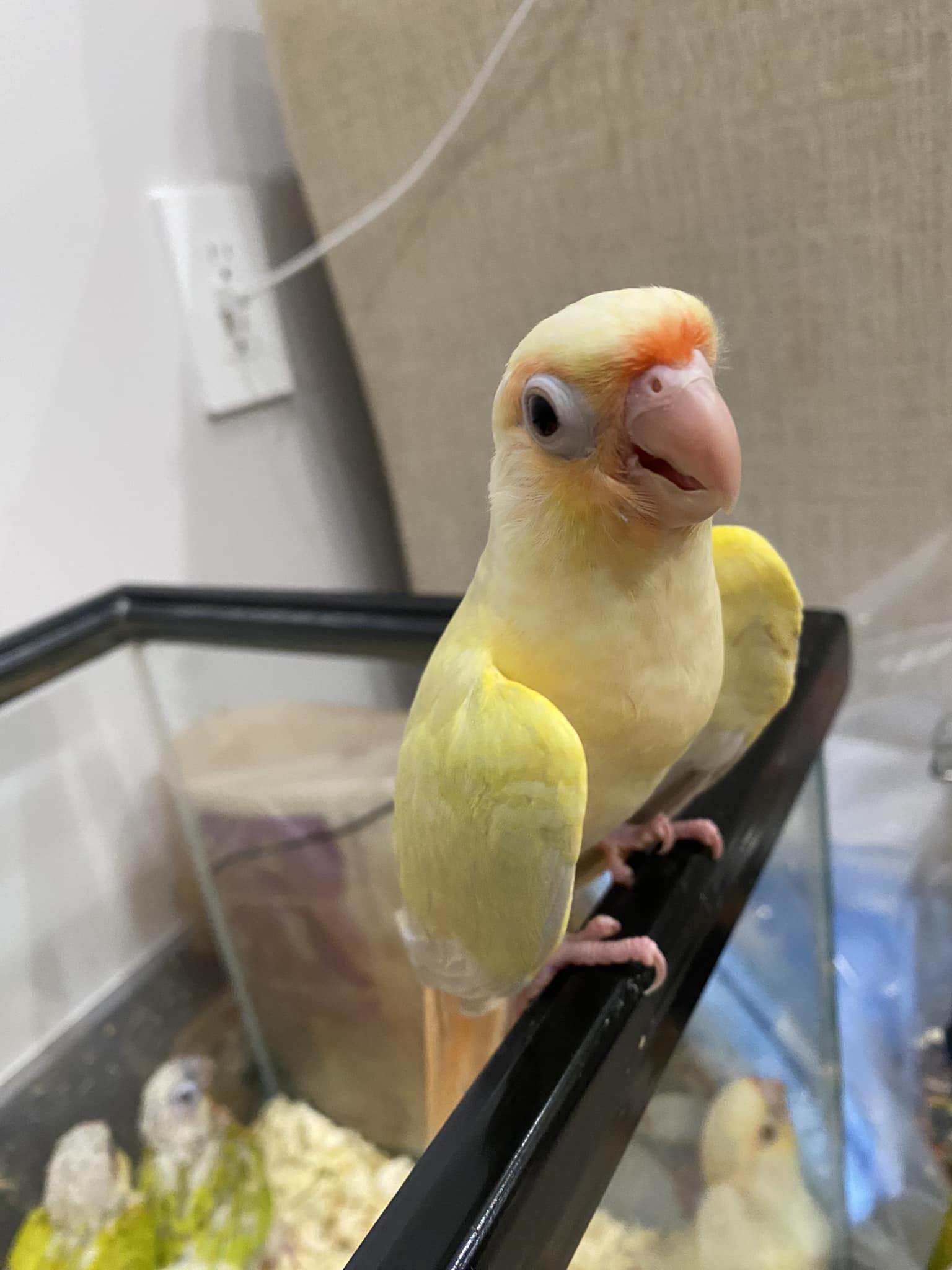 Shadow Ranch Aviary | Sunland-Tujunga CA