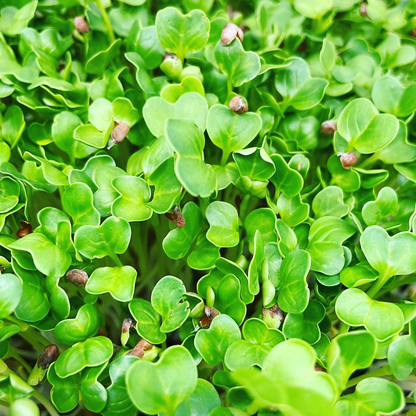 Microleaf Greens