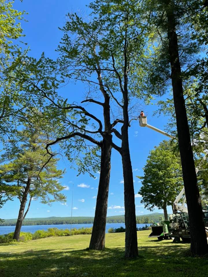 Royle Tree Company, Inc. | Sanbornville NH
