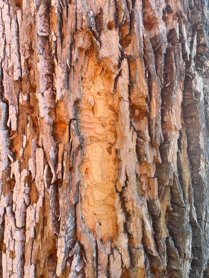 Royle Tree Company, Inc. | Sanbornville NH