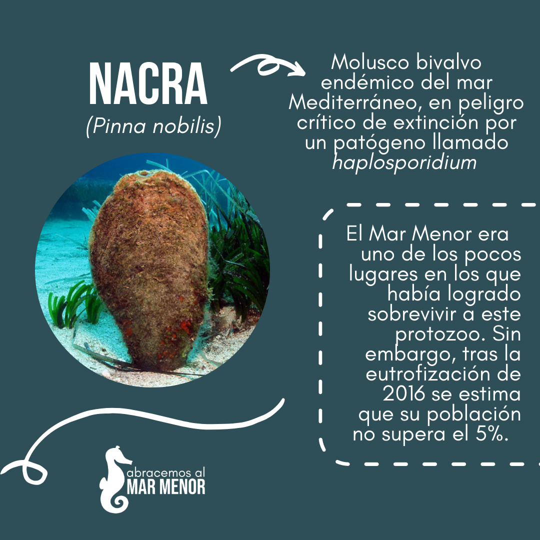 la-nacra-pinna-nobilis-es-una-abracemos-al-mar-menor-facebook