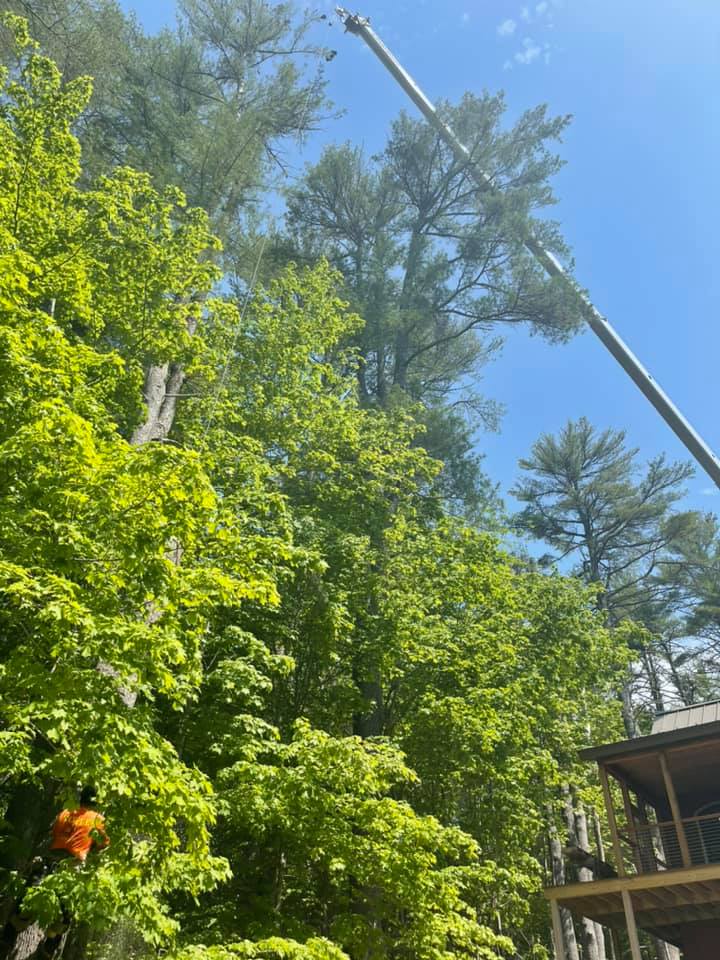 Royle Tree Company, Inc. | Sanbornville NH