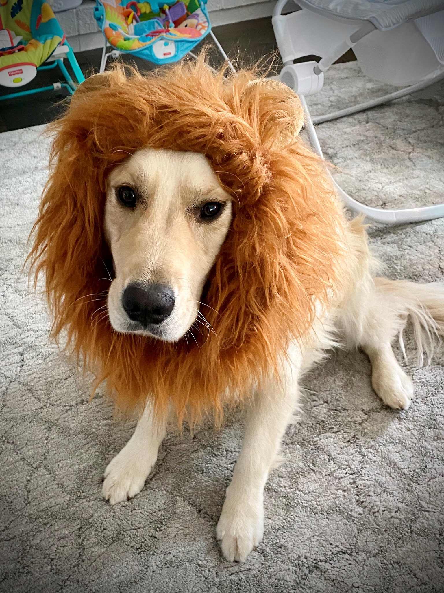 golden retriever fancy dress Another entry for GCC's pet costume contest! Here is a funny picture of JJ & Leslie Marus' Retriever, Boone! He's dressed as a lion to entertain his new brother & sister ( SPRINGFLING