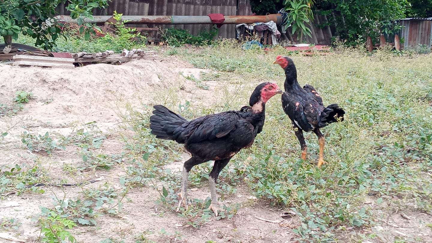 เริ่มสมบูรณ์... - ไก่เชิงไทย บ้านไร่บำรุง Ban Rai Bumrung | Facebook