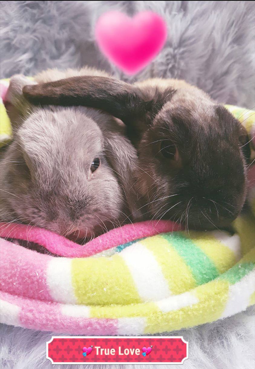 Romeo's Rabbit Rescue added a new... - Romeo's Rabbit Rescue