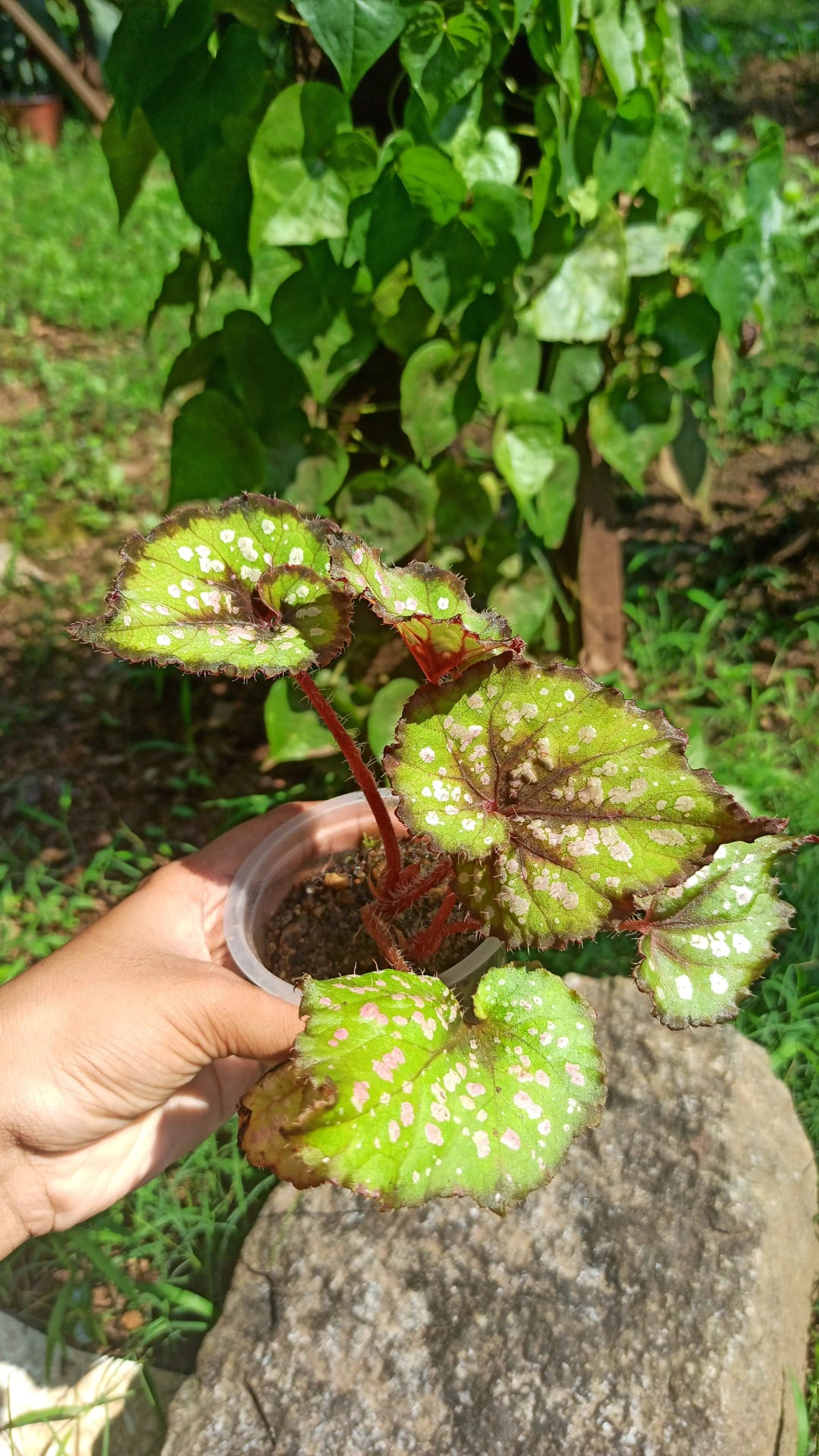 Introducing Begonia 'Lamoon' at Steve's Leaves