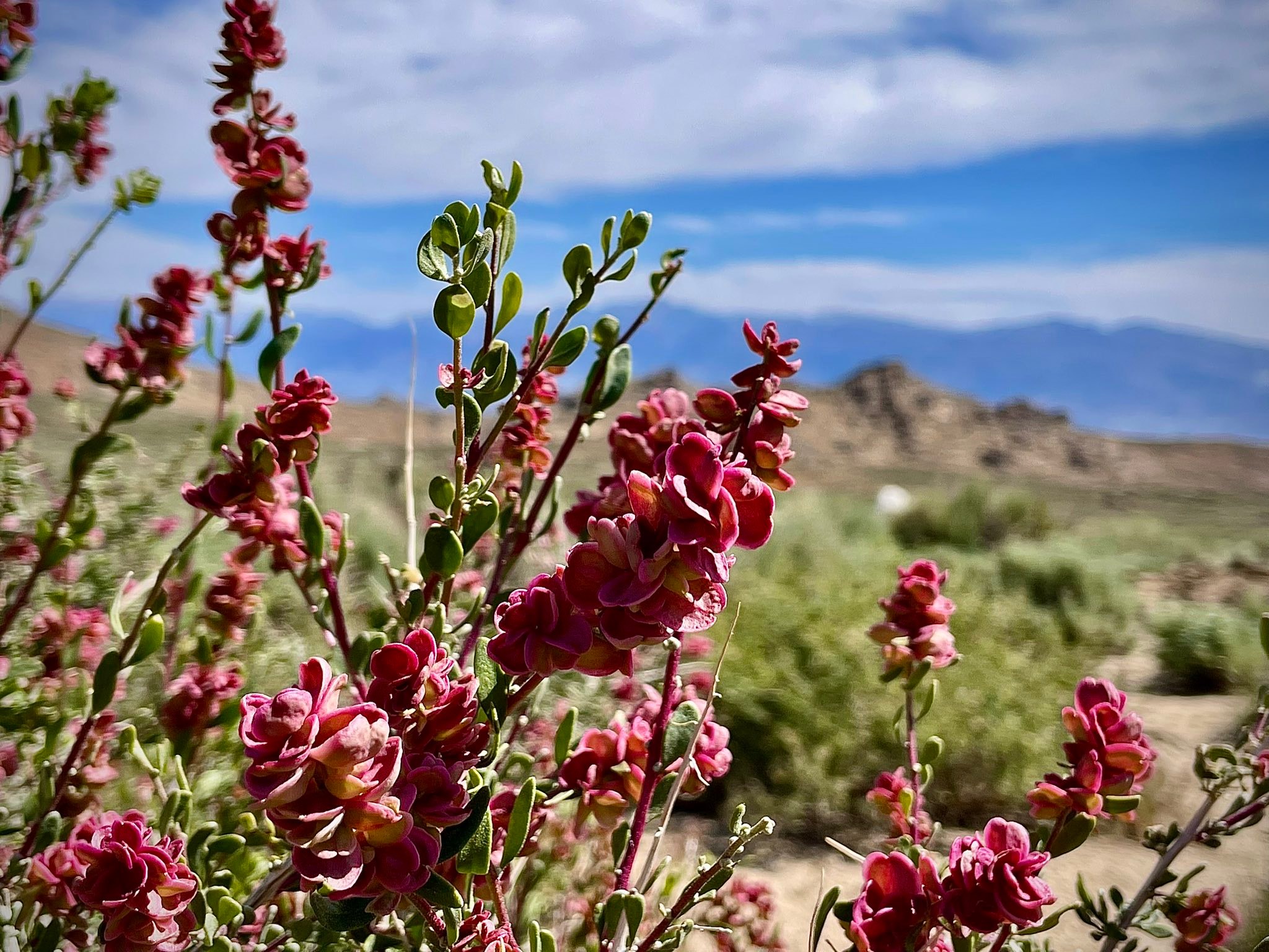 Buttermilks, Inyo County 4/26/26