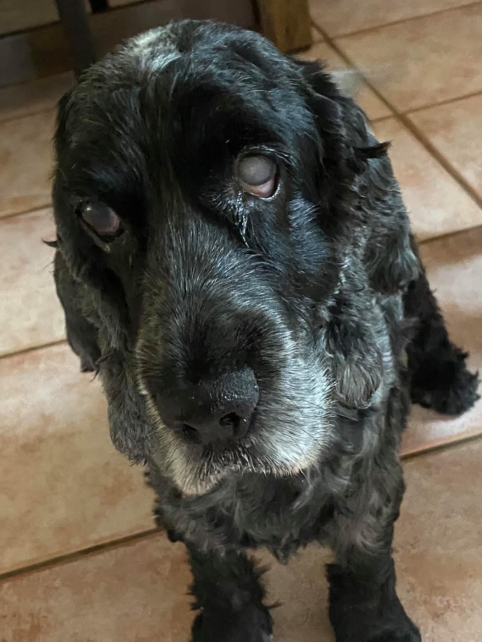 Introducing Suzy, the... - Cocker Spaniel Rescue QLD inc | Facebook