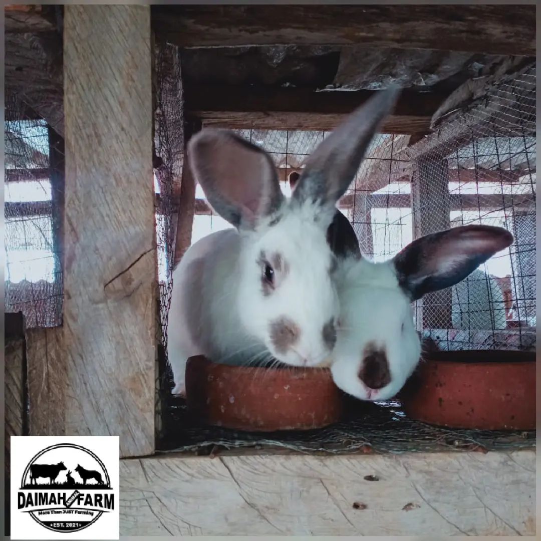 Daimah Animal Farm | Bungoma