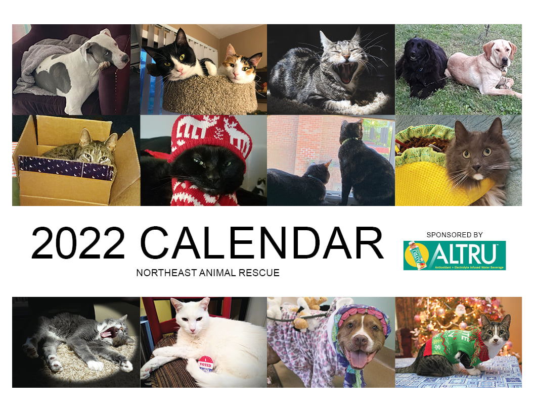 You can still get a calendar... - Stella the Rescue Pibble | Facebook
