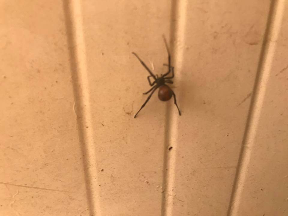 Dubbo Pest Control | Dubbo NSW