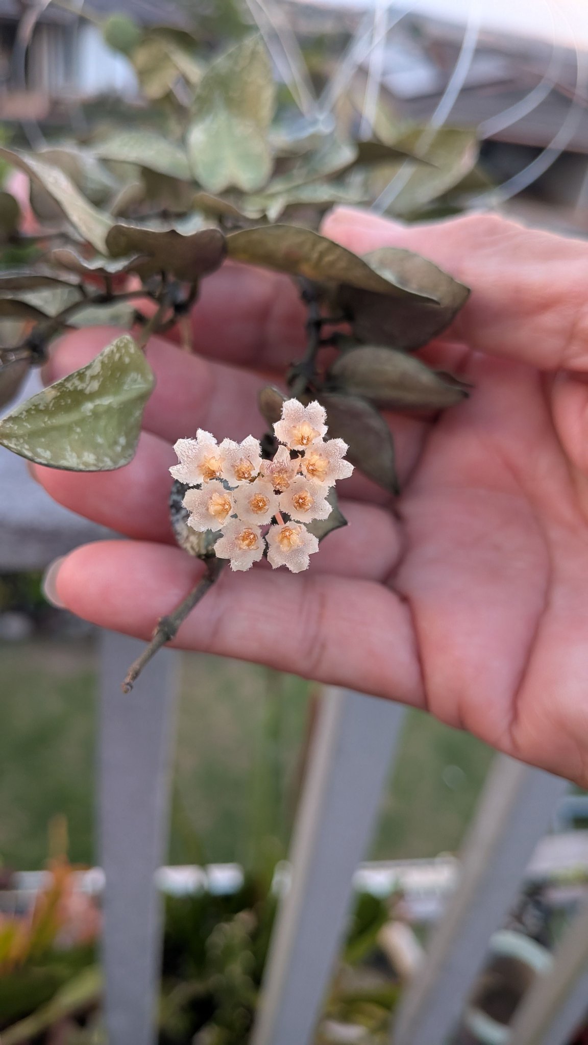 Hoya Inflata 💐💐💐
