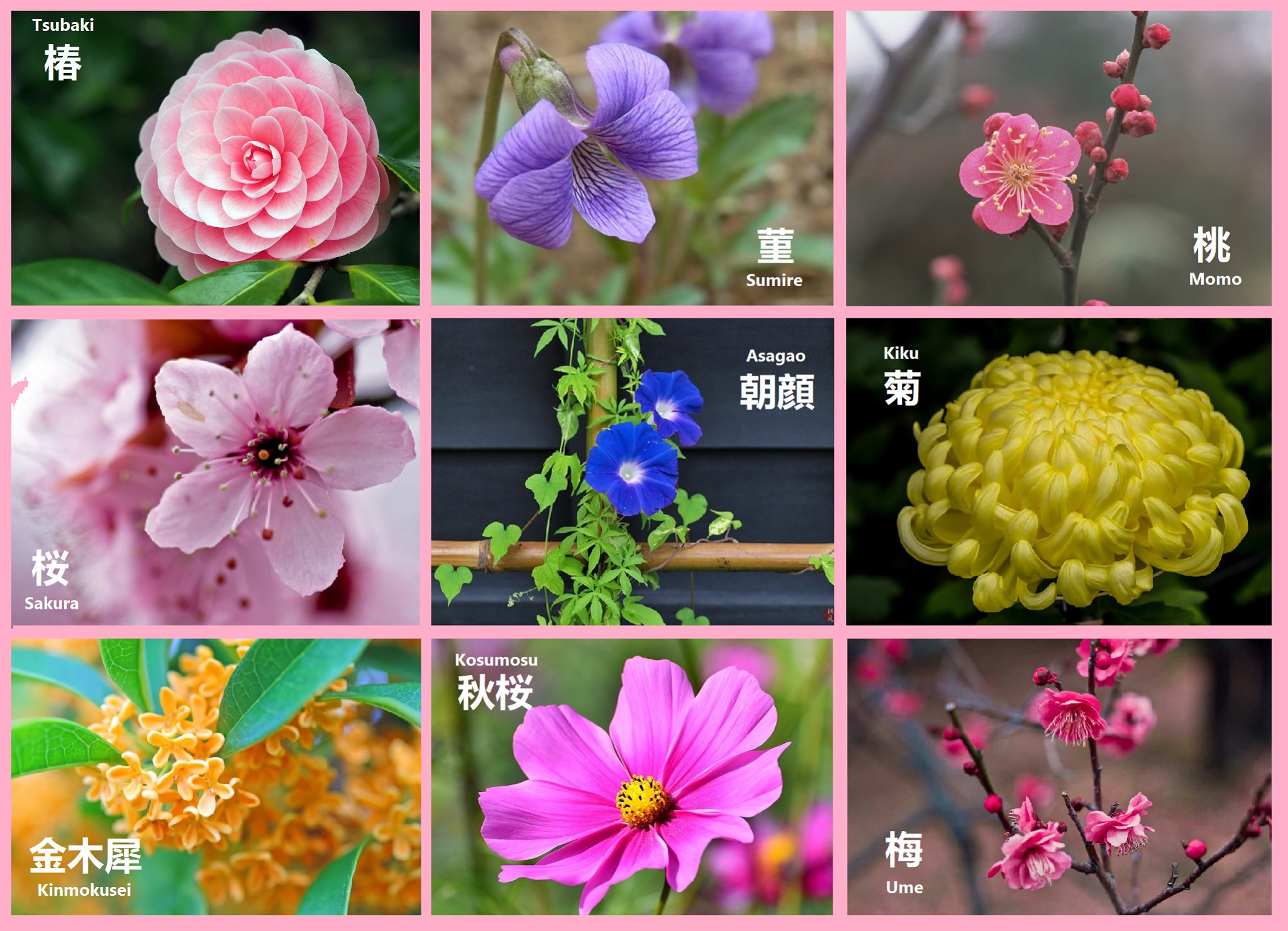 KANJI FOR TODAY.. . '花' Meaning: Flower, Blossom Onyomi: Ka