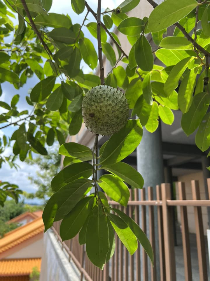 隱樵