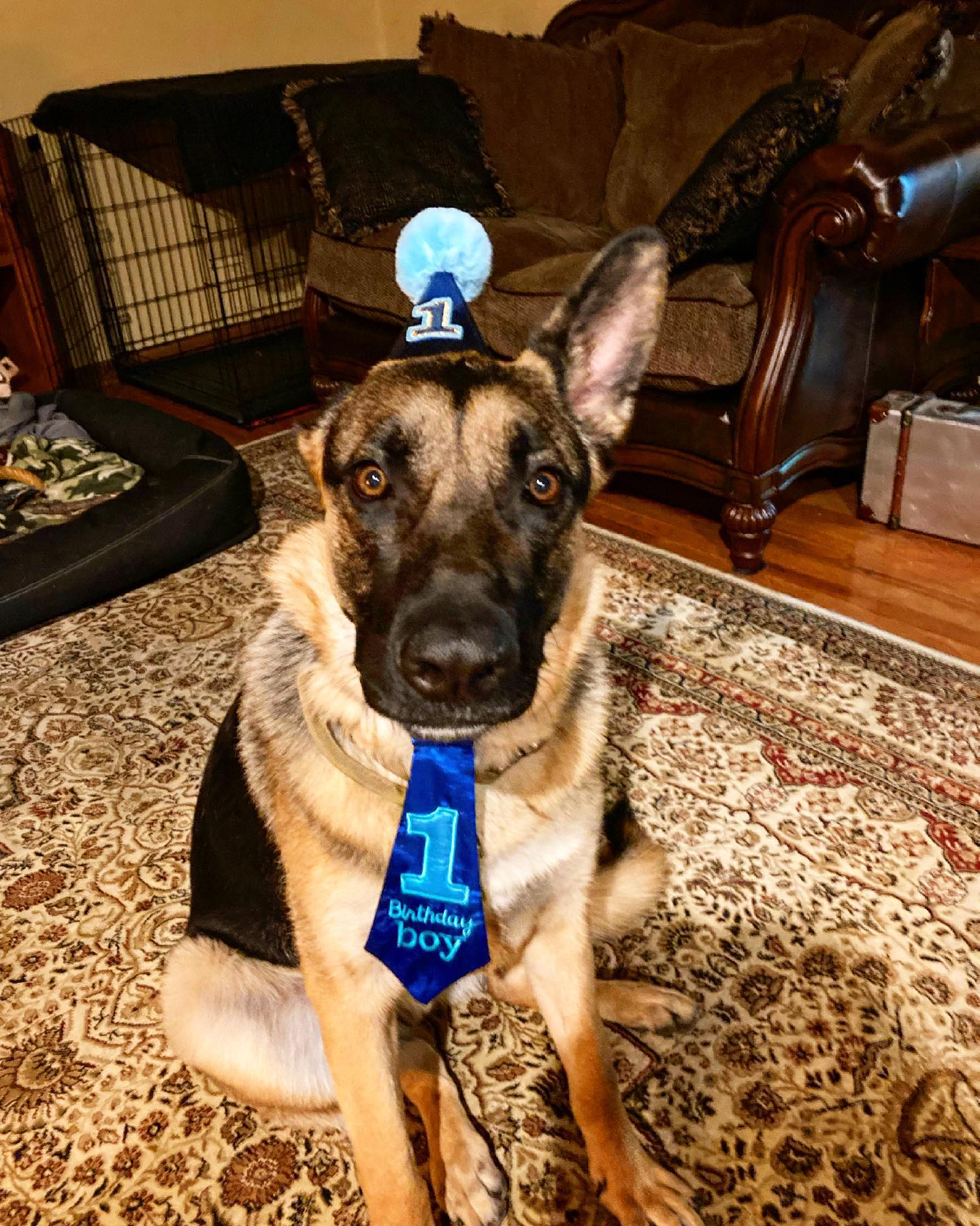 Our little range wolf turned one... - Target Time Defense