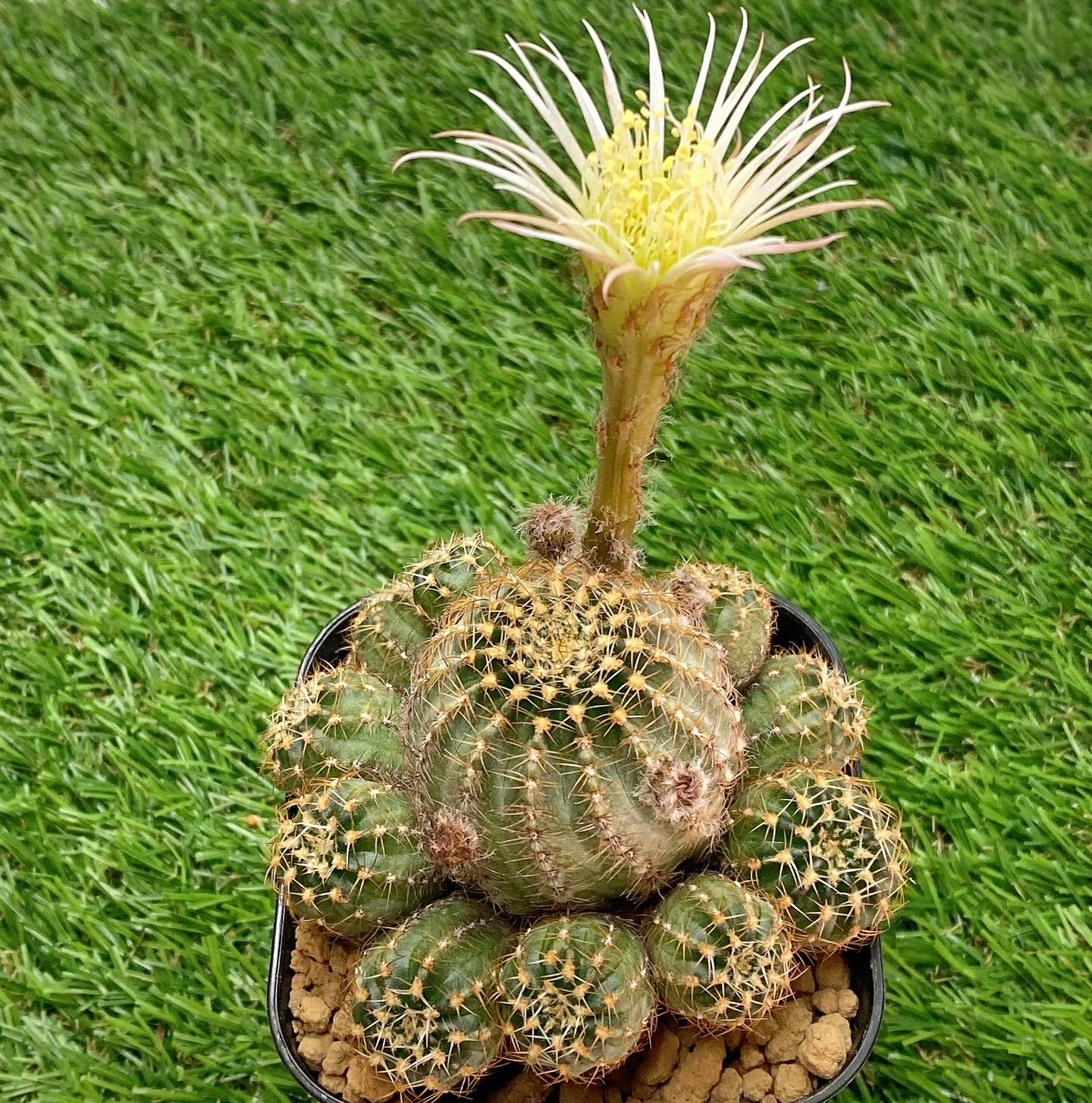 子株沢山✨️花サボテン ロビビア エキノプシス 白花 細弁咲き 新昭和