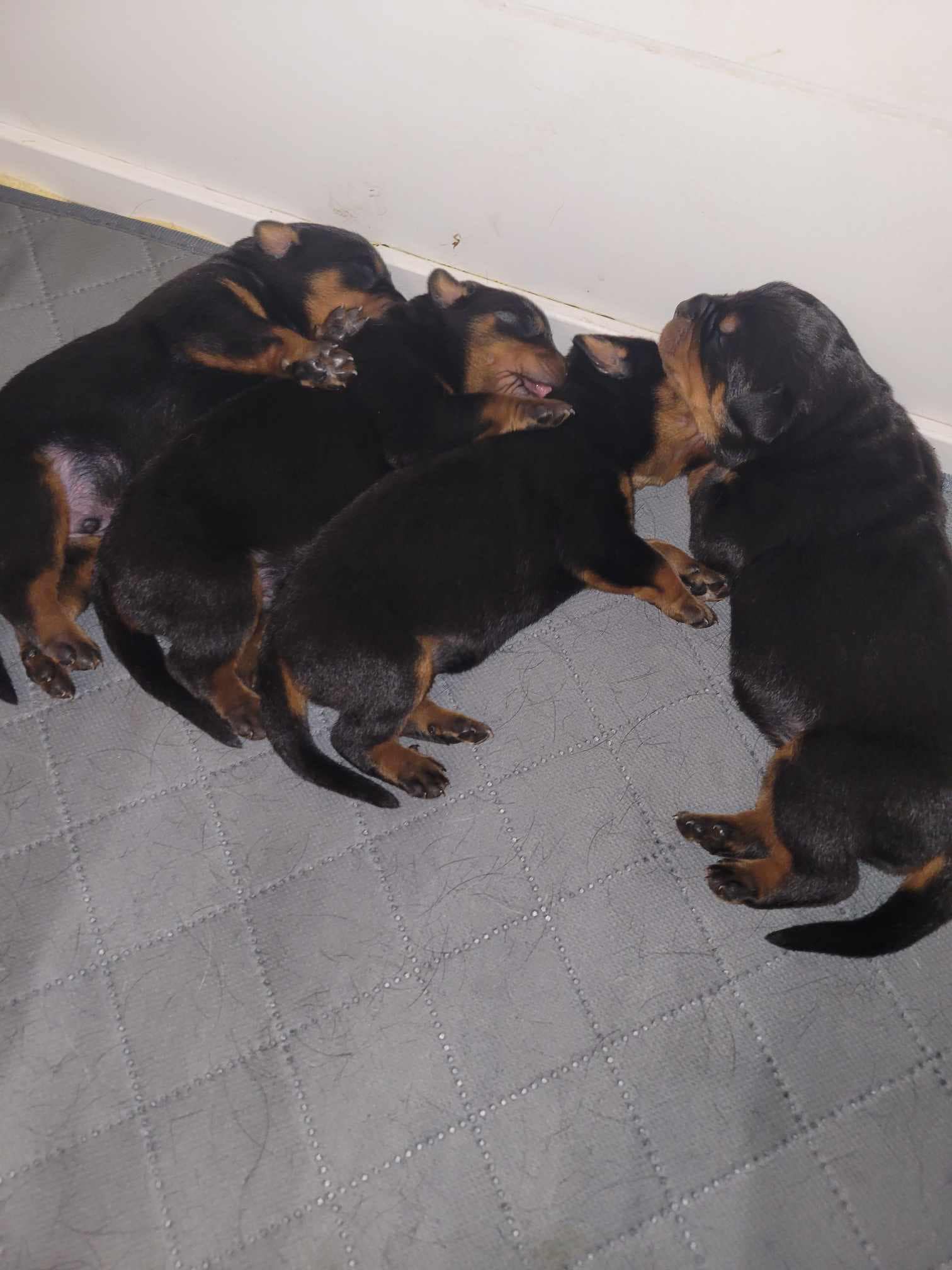 Ross Kennels Rottweilers | Indianapolis IN