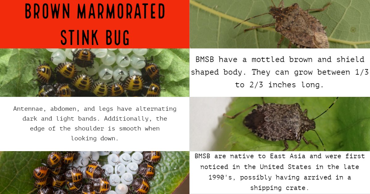 Brown marmorated... - Washington Invasive Species Council