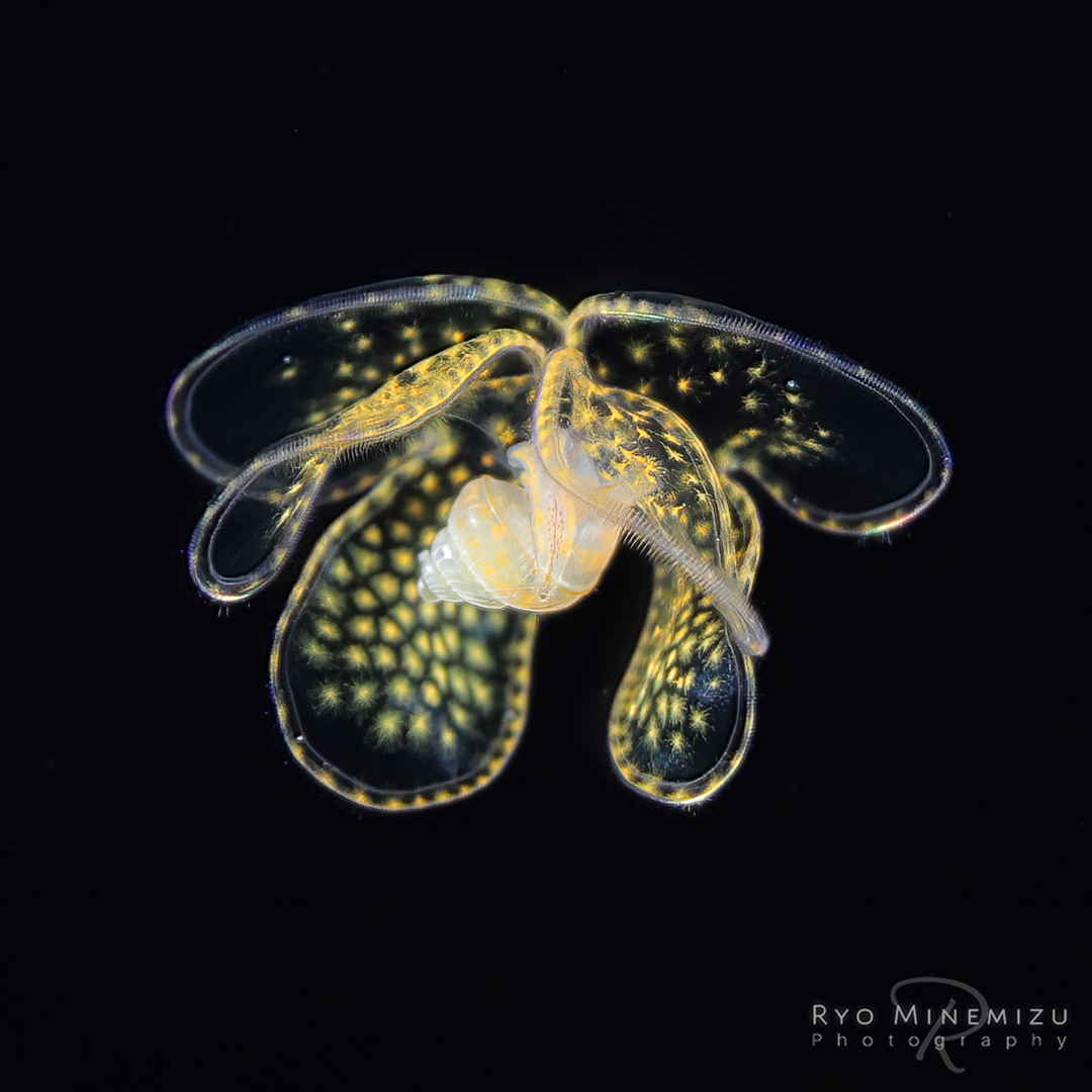 a veliger larva *･.｡* A tiny... - Black Water Dive | Facebook
