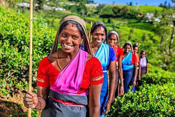 Commercial Trading Company - The backbone of the Tea Industry of Sri ...