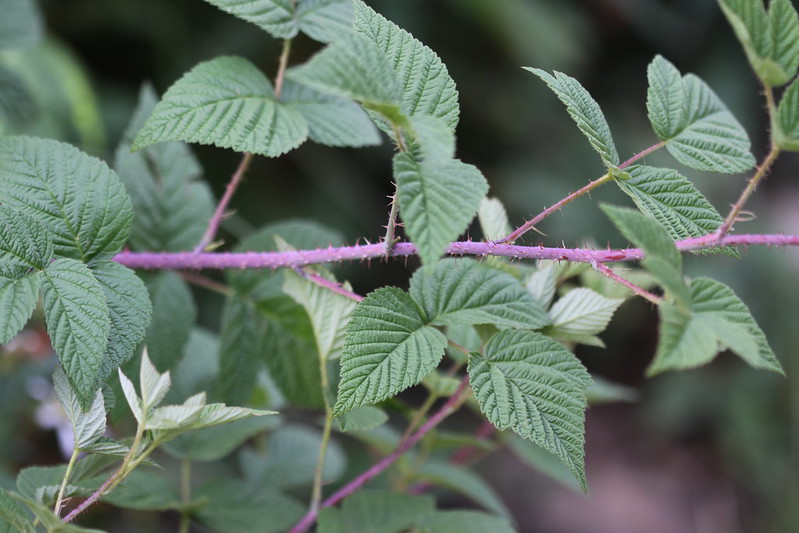 Stewart - This photo shows the stem of our native raspberry - Rubus ...