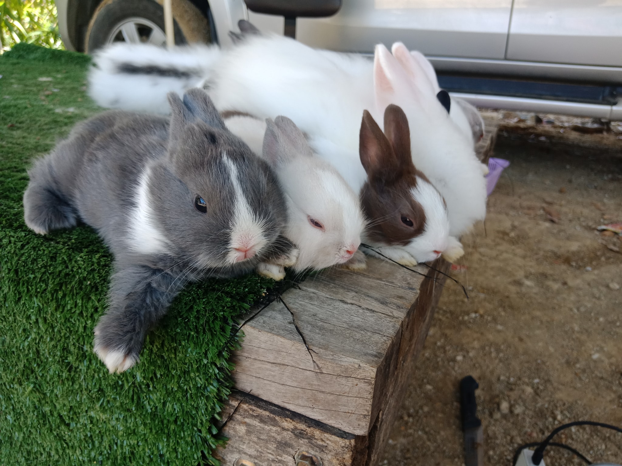 JB Rabbit ฟารม์กระต่ายเชียงใหม่ | Chiang Mai
