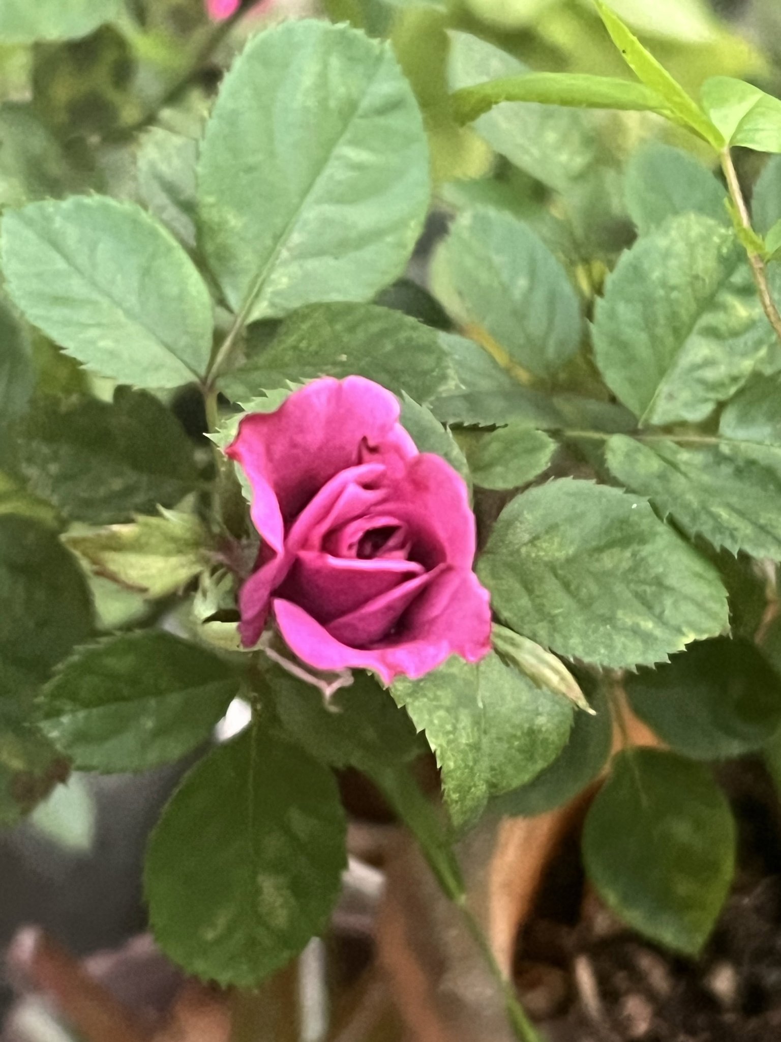Beautiful pink 🌷🌷