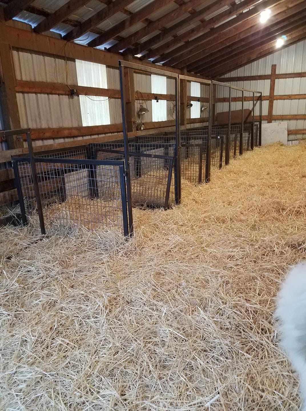 Almosta Ranch AMR Boer Goats - Home